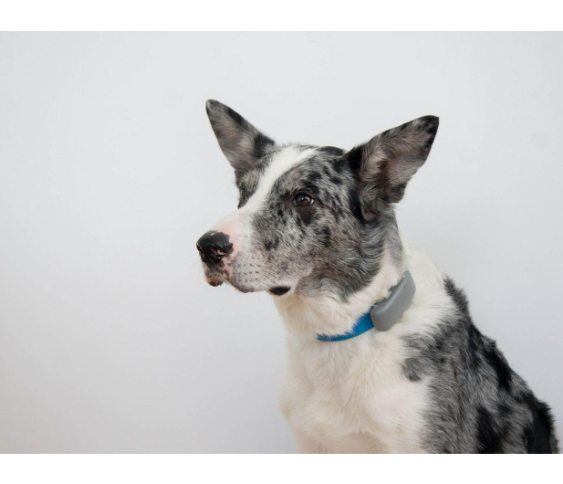 Notione GPS pet PLUS - 1363141 - zdjęcie 3